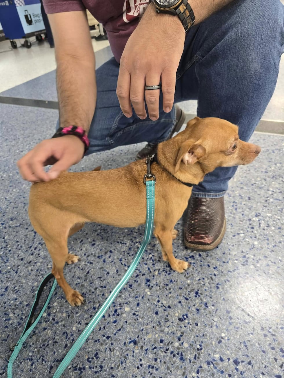 Dog missing for 5 years found in Rockford, reunited with family in Texas