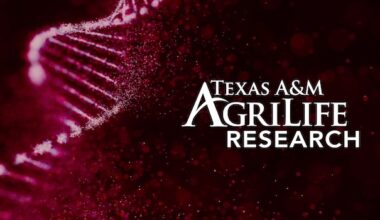 maroon graphic with a DNA strand and the words Texas A&M AgriLife Research in white