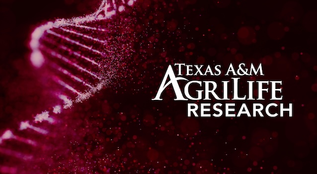 maroon graphic with a DNA strand and the words Texas A&M AgriLife Research in white