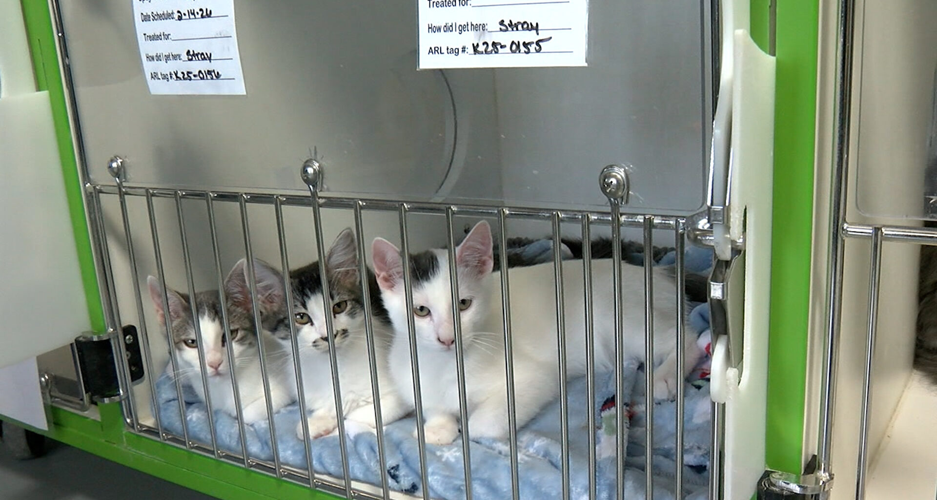 Borderland animal shelters stress responsible pet ownership as influx continues