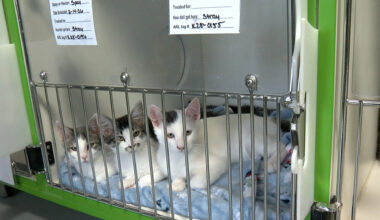 Borderland animal shelters stress responsible pet ownership as influx continues