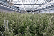 Marijuana plants grow at the new Texas Original production facility in Bastrop, Texas on...