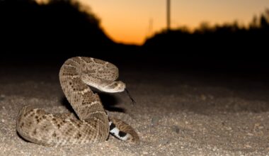 What to know about venomous snakes in North Texas after recent diamondback discovery