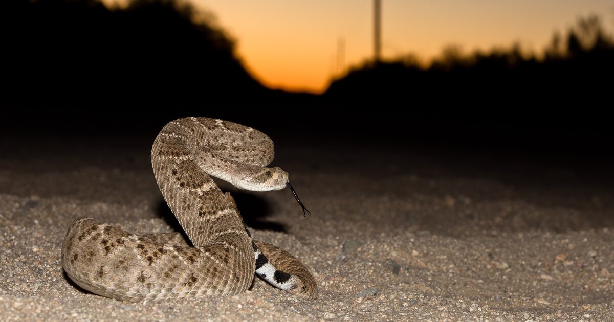 What to know about venomous snakes in North Texas after recent diamondback discovery