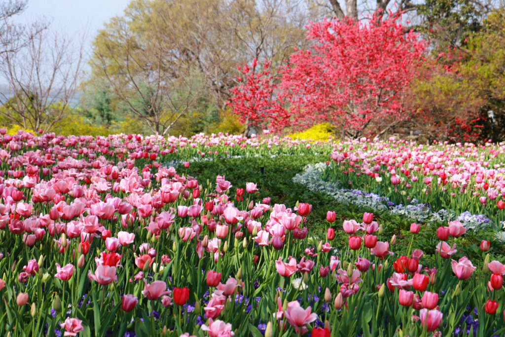 Image shows a garden of colorful flowers at the Dallas Arboretum