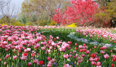 The Largest Annual Floral Festival In The Southwest Returns This February: Dallas Blooms