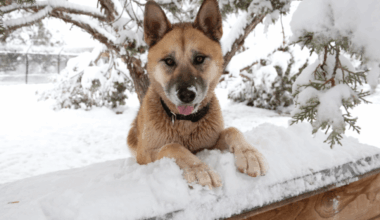 Advocates Urge Pet Safety During Freeze