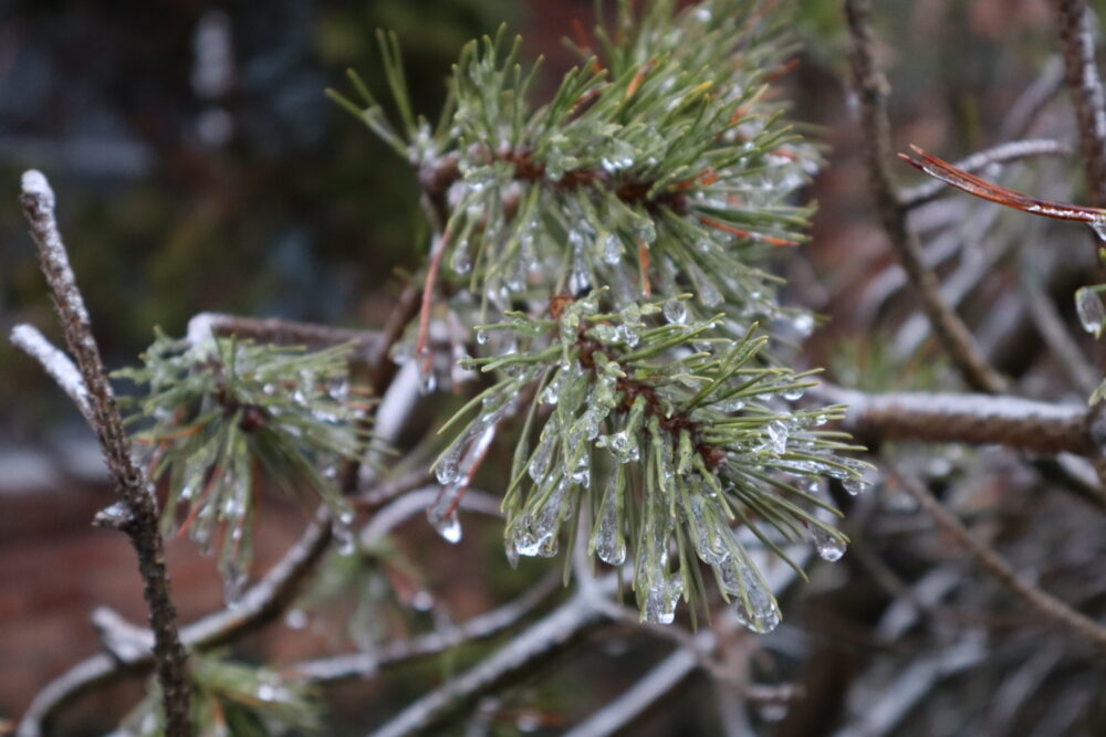 Frozen tree branches