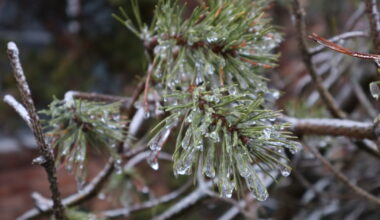 Dominic Anthony Walsh