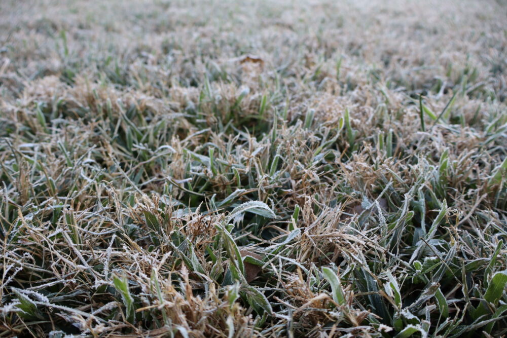 Frost-covered grass