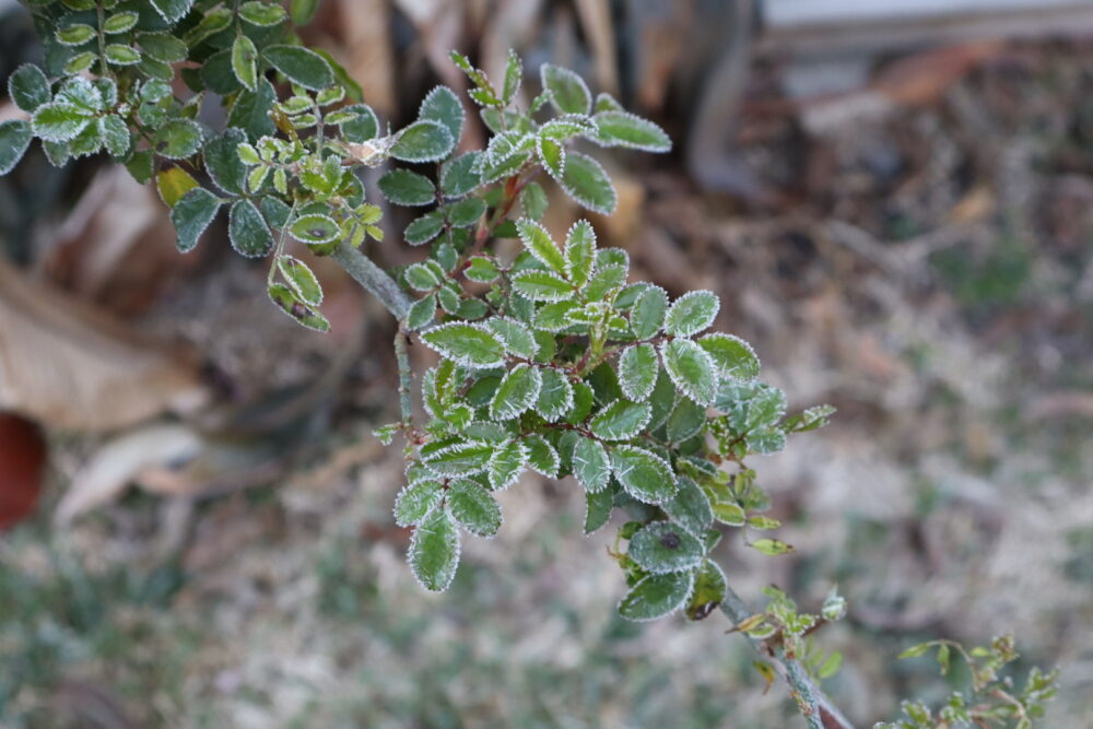 Leaves covered in frost