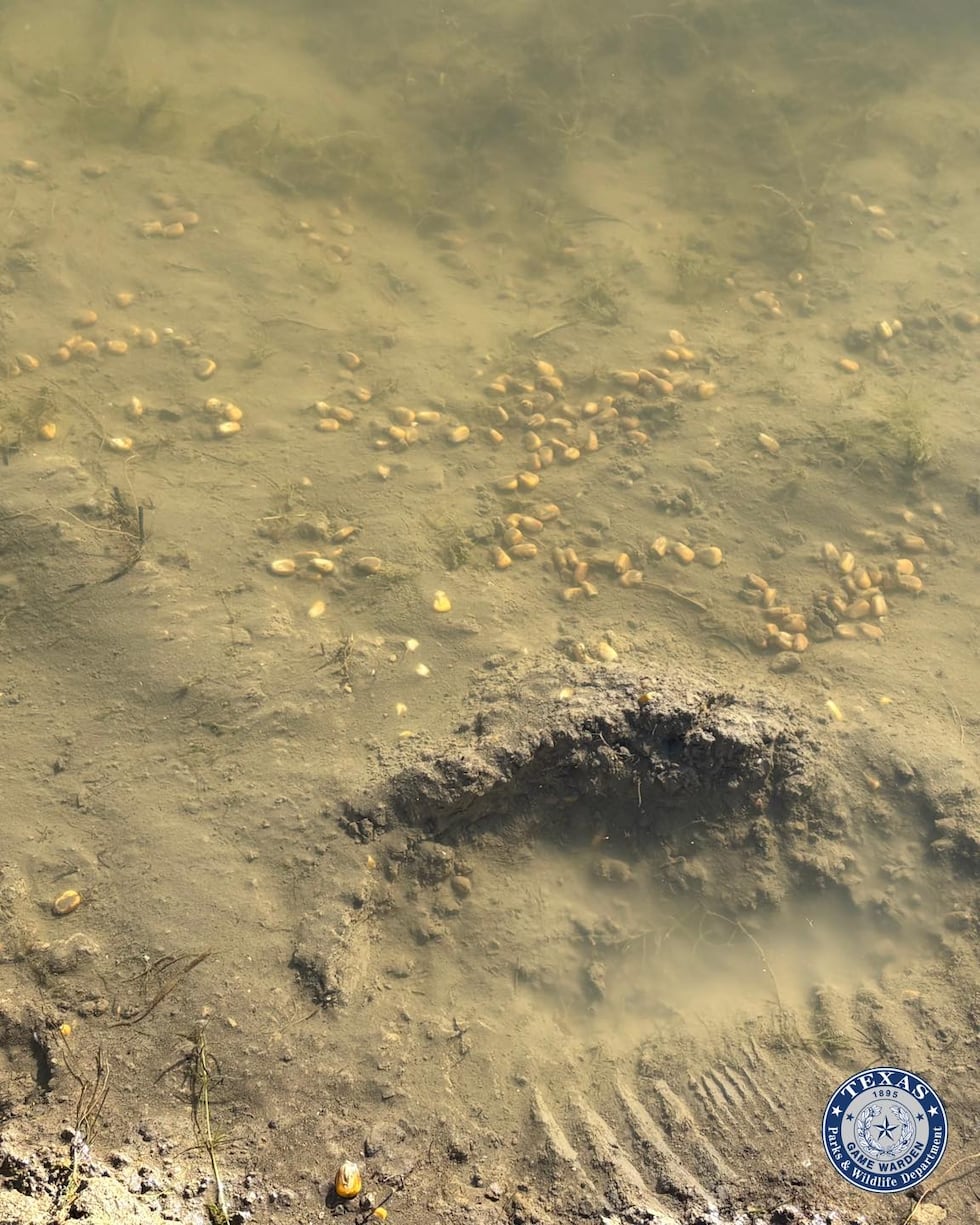 Texas Game Wardens cite duck hunters for baiting violation near Axtell