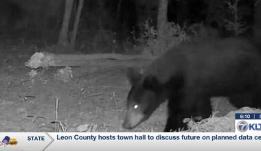 Black bear sighting in East Texas: A historic wildlife moment