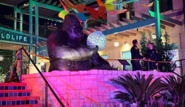 SAPD identifies suspect arrested in connection with stabbing at San Antonio Zoo