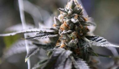 Alcohol commission finalizes rules for hemp industry in Texas, but debate likely to continue