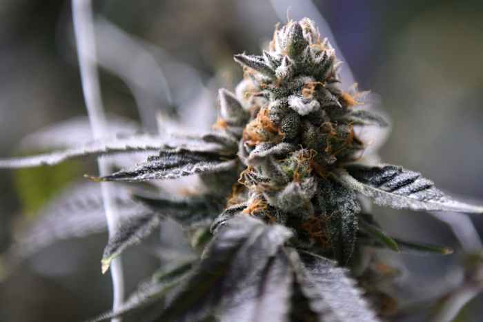 Alcohol commission finalizes rules for hemp industry in Texas, but debate likely to continue