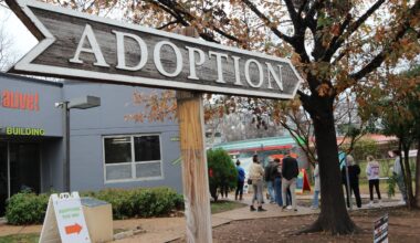 Austin Pets Alive Sees Record Foster Turnout Ahead of Dangerous Winter Storm 