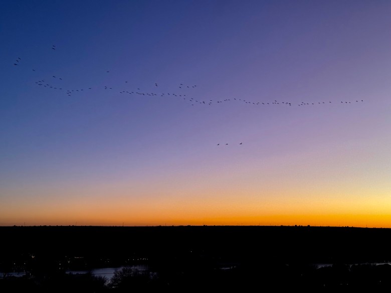 Geese over the lake at Ransom Canyon, Texas