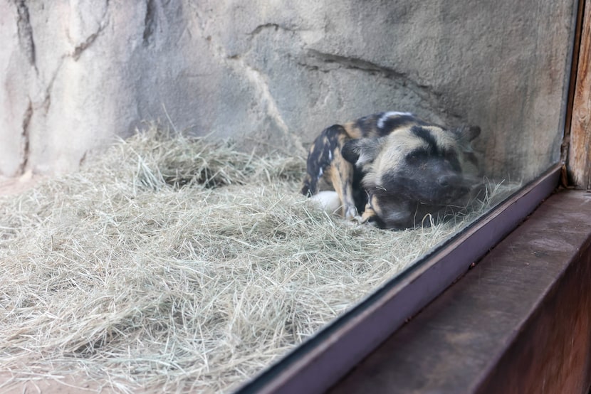 African Painted Dog rest in its habitat at the Dallas Zoo, on Wednesday, Jan. 21, 2026, in...