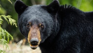 Black bears are returning to West Texas