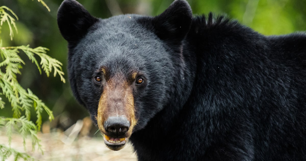 Black bears are returning to West Texas
