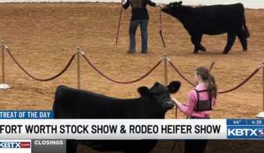 Brazos County 4-H takes on the Fort Worth Stock Show & Rodeo Heifer Show