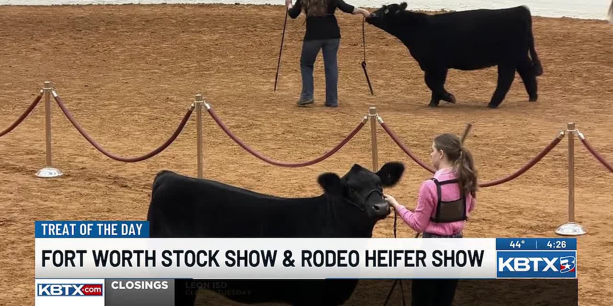 Brazos County 4-H takes on the Fort Worth Stock Show & Rodeo Heifer Show