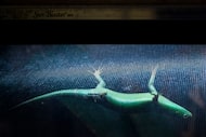 A green tree skink basks under a heat lamp in the herpetarium at the Dallas Zoo on March 13,...