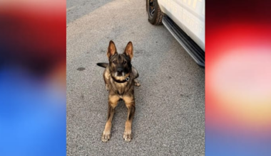 Harris County K-9 back on duty, week after suspect tries to drown him