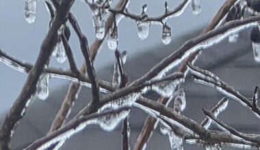 Ice on Branches