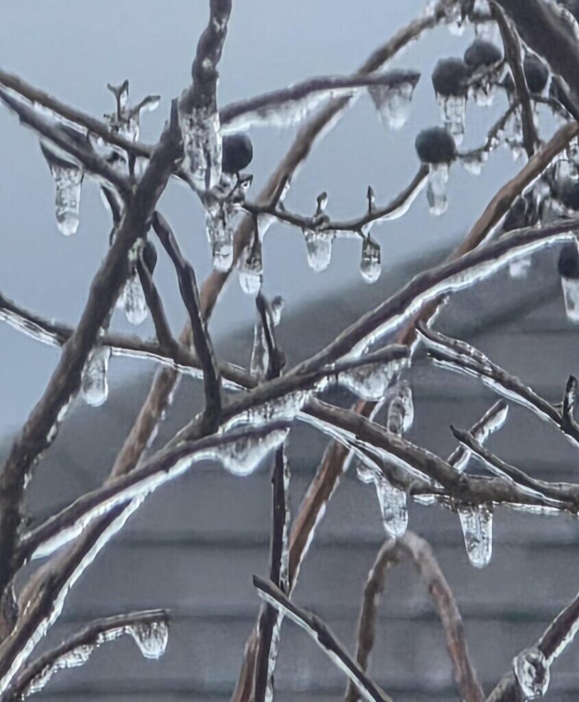 Ice on Branches