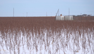 How recent snow in West Texas looks to benefit cotton producers