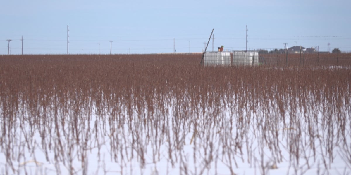 How recent snow in West Texas looks to benefit cotton producers