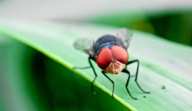 Photo courtesy of the USDA's Animal and Plant Health Inspection Service.
