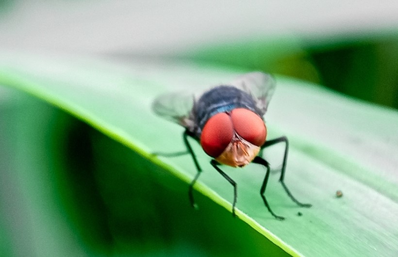 Photo courtesy of the USDA's Animal and Plant Health Inspection Service.
