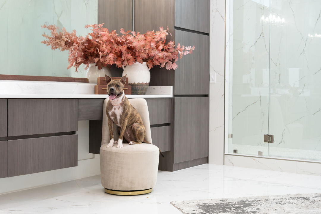 A grey and brown speckled boxer dog with a white belly sits on a futon in the middle of a fancy bathroom done up in neutral colors.