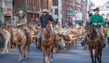 Silverado Ranch Texas longhorn herd at Stock Show Parade. (Courtesy photo.)