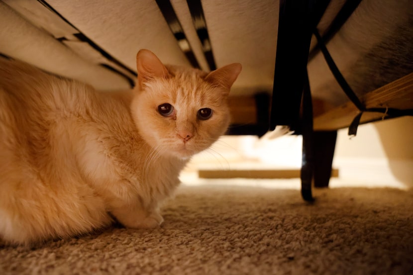 Nancy Parsons’ five year-old cat Opie hides under the chair at her Richardson, Texas...