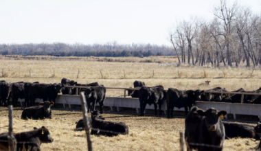 Westlake’s Goosehead Insurance founders buy Nebraska Sandhills ranch for record $56M