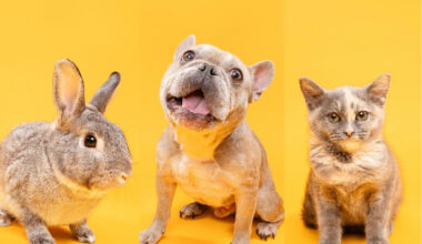 Fur Friday: Rabbit, Frenchie and kitten equal three very different love matches