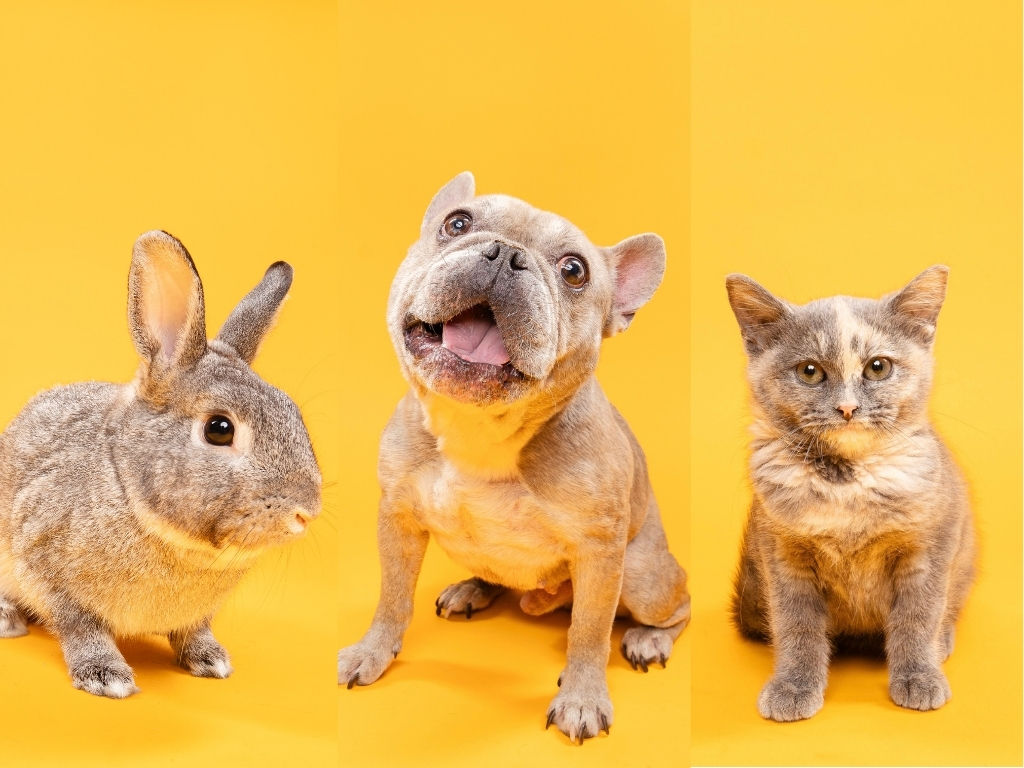 Fur Friday: Rabbit, Frenchie and kitten equal three very different love matches