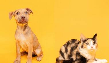 Fur Friday: There’s more than one way to help North Texas pets in need get noticed