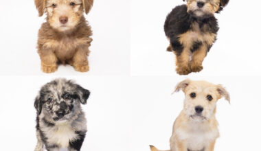 Fur Friday: Humane Society of North Texas’ Pint-Sized Puppy Palooza has 75 tails wagging