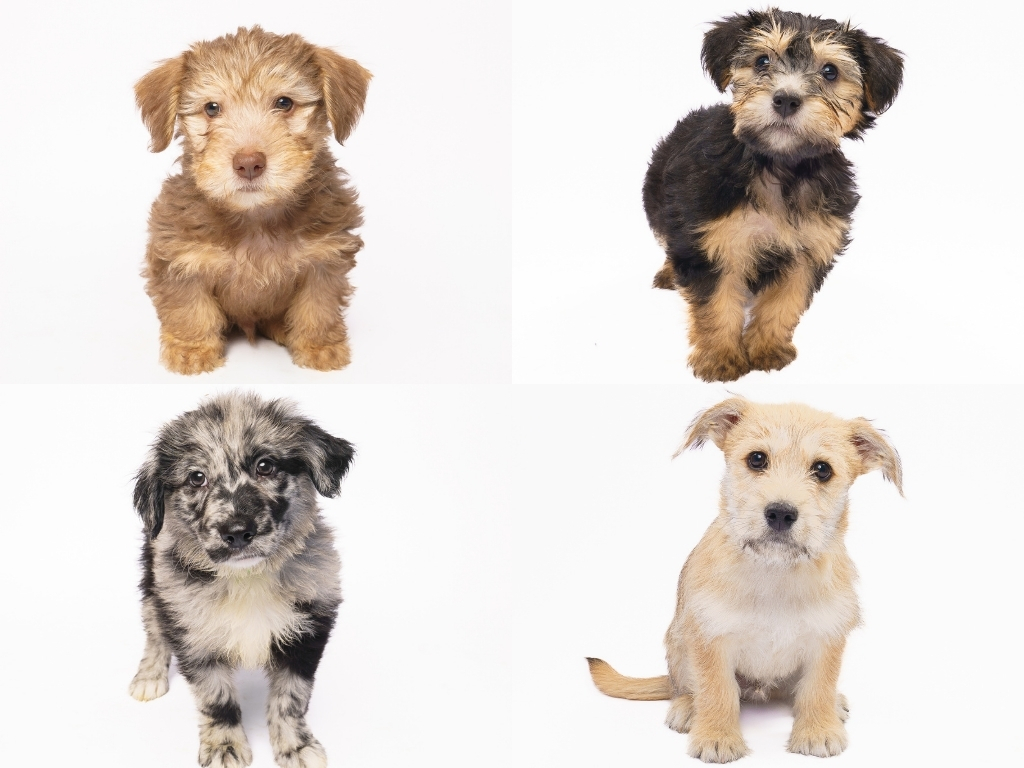 Fur Friday: Humane Society of North Texas’ Pint-Sized Puppy Palooza has 75 tails wagging