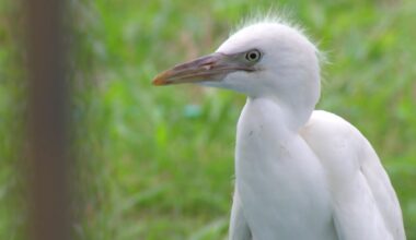 Fort Worth residents preparing for egret season – NBC 5 Dallas-Fort Worth