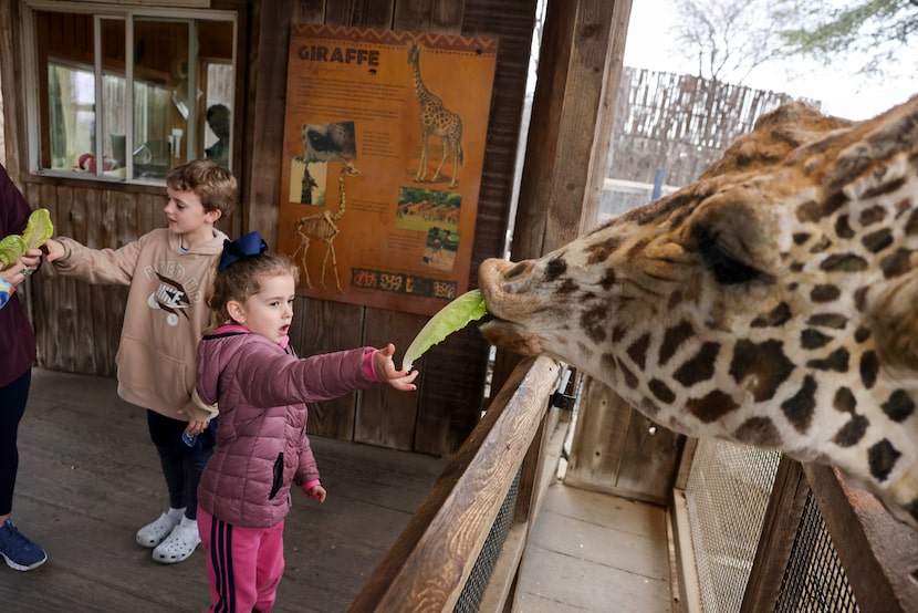 Grace Horgan, 5, feeds a giraffe at the Dallas Zoo, on Wednesday, Jan. 21, 2026, in Dallas....