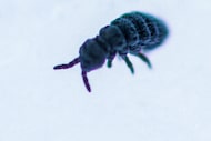 Snow flea, or springtail on snow (Hypogastrura nivicola). Snow fleas are primitive, minute...