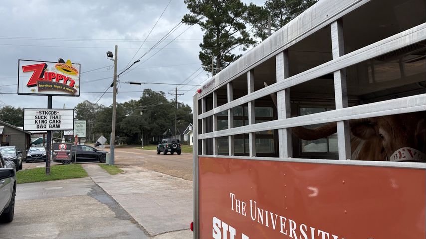 Texas mascot Bevo stops at Zippy's in Baton Rouge on 1,000-mile trek home following Citrus Bowl win