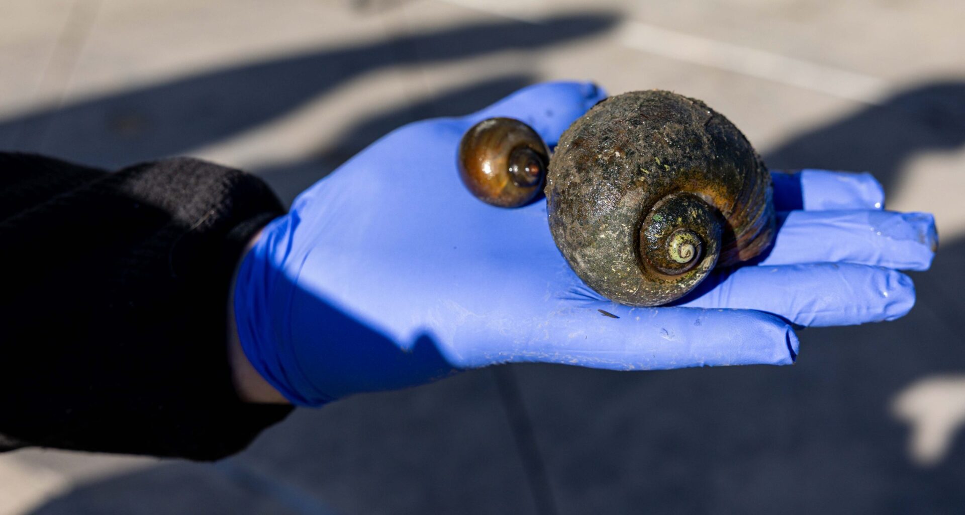 Could new barriers help slow San Antonio’s apple snail problem?