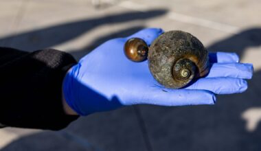 Could new barriers help slow San Antonio’s apple snail problem?